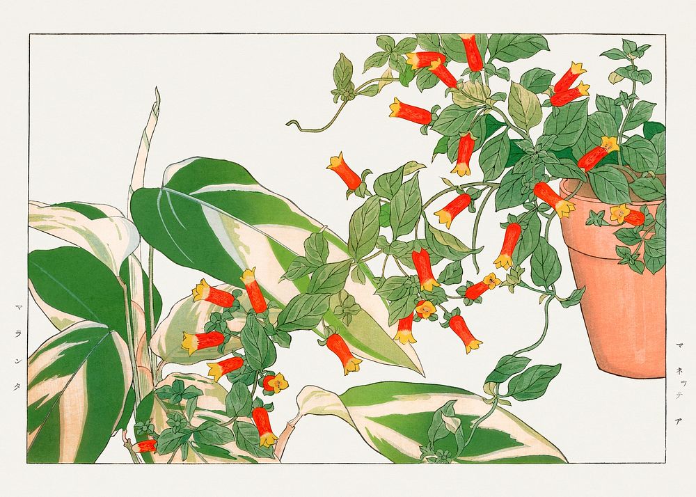 Maranta & manettia flower, Japanese woodblock art. Digitally enhanced from our own 1917 edition of Seiyô SÔKA ZUFU by…
