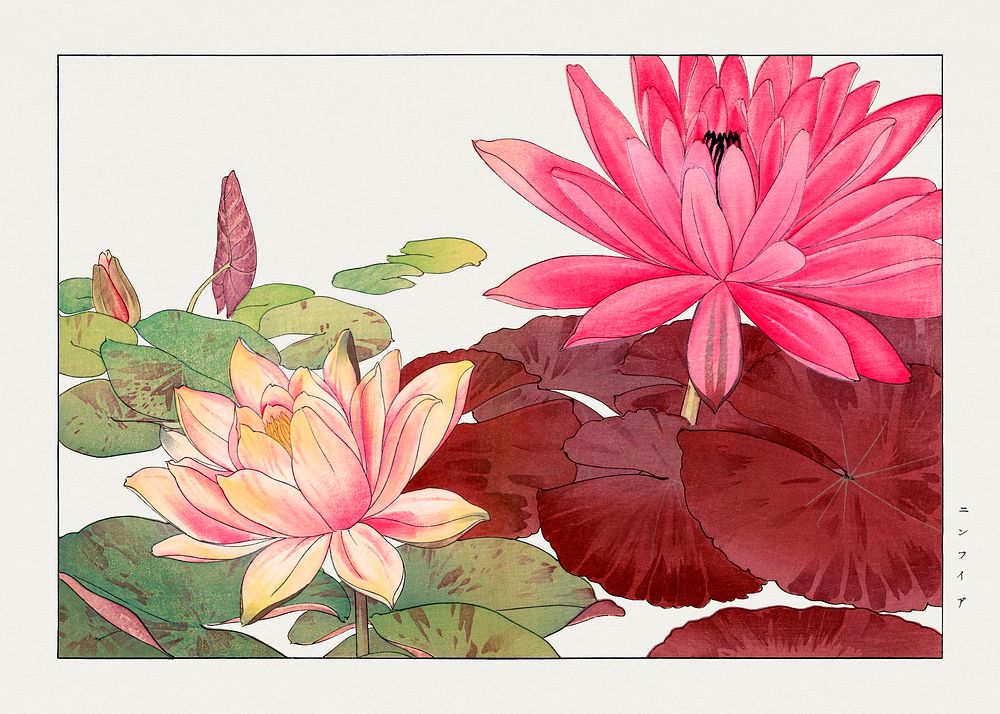Nymphaea lotus, Japanese woodblock art.  Digitally enhanced from our own 1917 edition of Seiyô SÔKA ZUFU by Tanigami Kônan.