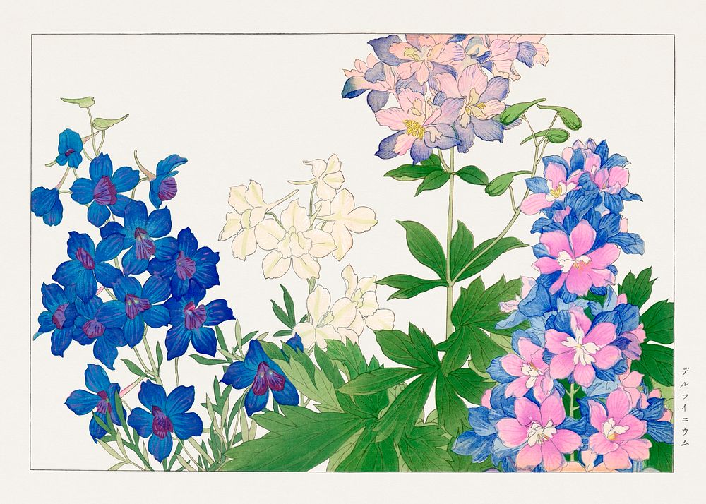 Delphinium flower, Japanese woodblock art.  Digitally enhanced from our own 1917 edition of Seiyô SÔKA ZUFU by Tanigami…