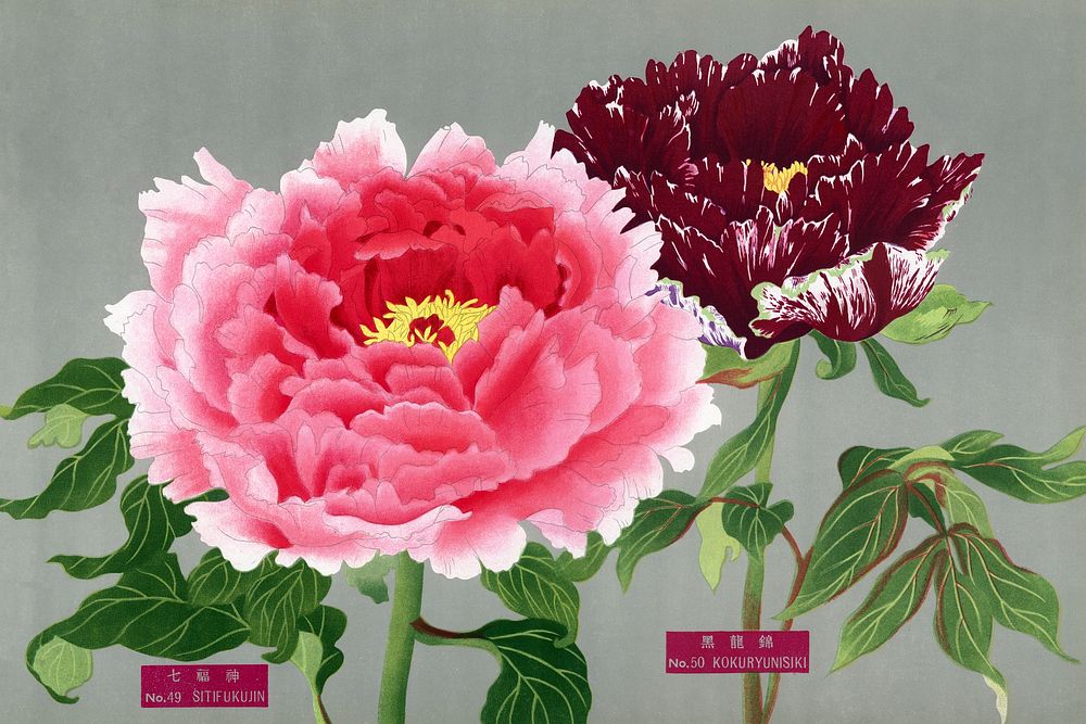 Vintage peony flowers in pink & fuchsia, print from The Picture Book of Peonies by the Niigata Prefecture, Japan. Digitally…