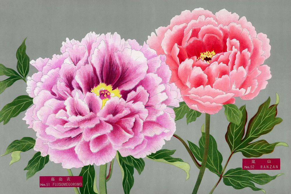 Peony blossom, pink & purple flower, vintage print from The Picture Book of Peonies by the Niigata Prefecture, Japan.…