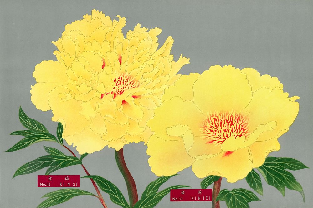 Peony blossom, yellow flower, vintage print from The Picture Book of Peonies by the Niigata Prefecture, Japan. Digitally…