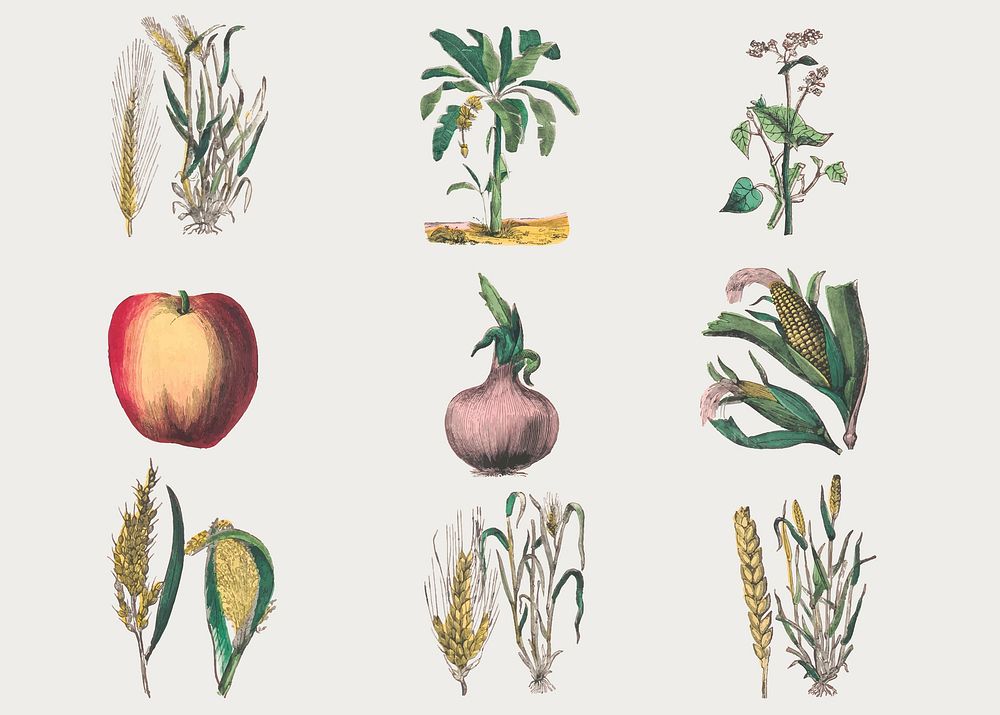 Vintage botanical vector art print set, remix from artworks by by Marcius Willson and N.A. Calkins