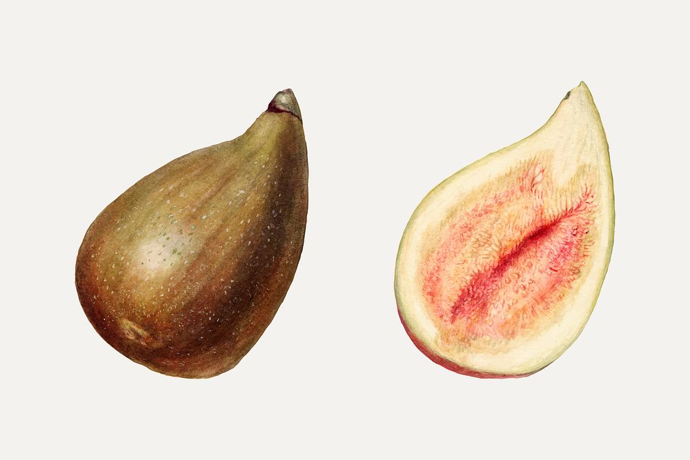 Vintage halved fig illustration vector. Digitally enhanced illustration from U.S. Department of Agriculture Pomological…