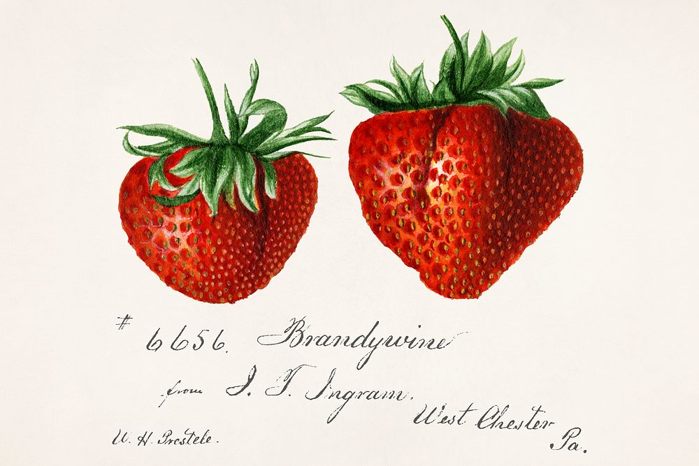 Strawberries (Fragaria) by Deborah Griscom Passmore (1840&ndash;1911). Original from U.S. Department of Agriculture…