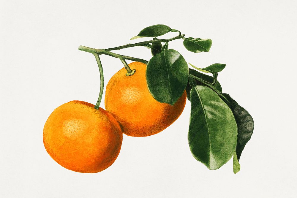 Vintage orange twig illustration mockup. Digitally enhanced illustration from U.S. Department of Agriculture Pomological…