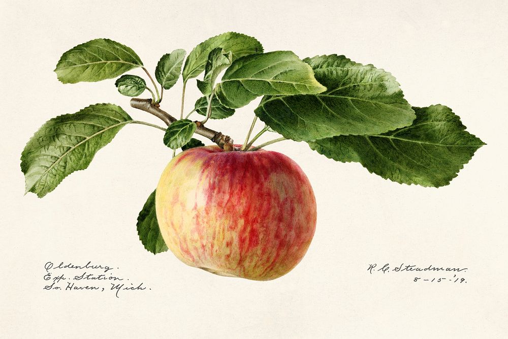 Apple (Malus Domestica) (1919) by Royal Charles Steadman. Original from U.S. Department of Agriculture Pomological…