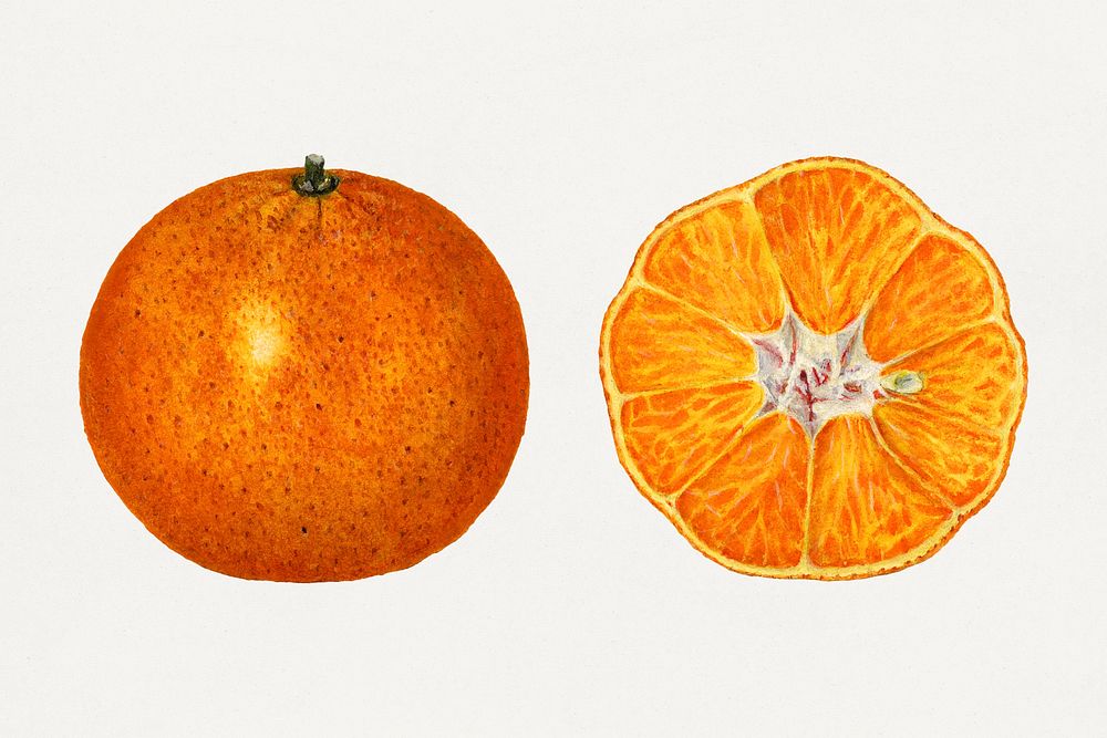 Vintage oranges illustration mockup. Digitally enhanced illustration from U.S. Department of Agriculture Pomological…