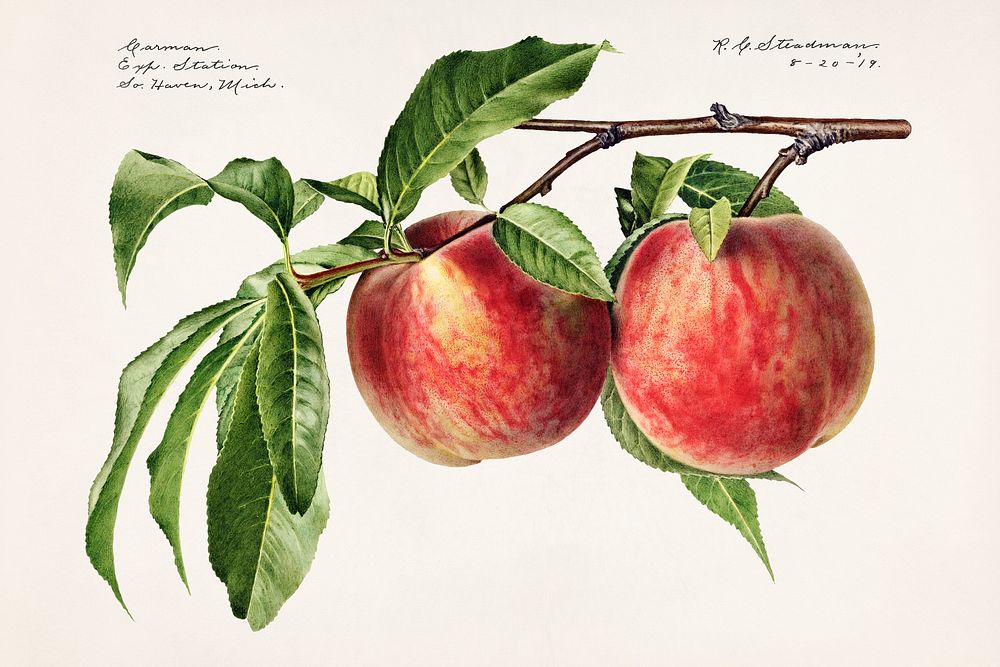 Peaches (Prunus Persica) (1919) by Royal Charles Steadman. Original from U.S. Department of Agriculture Pomological…