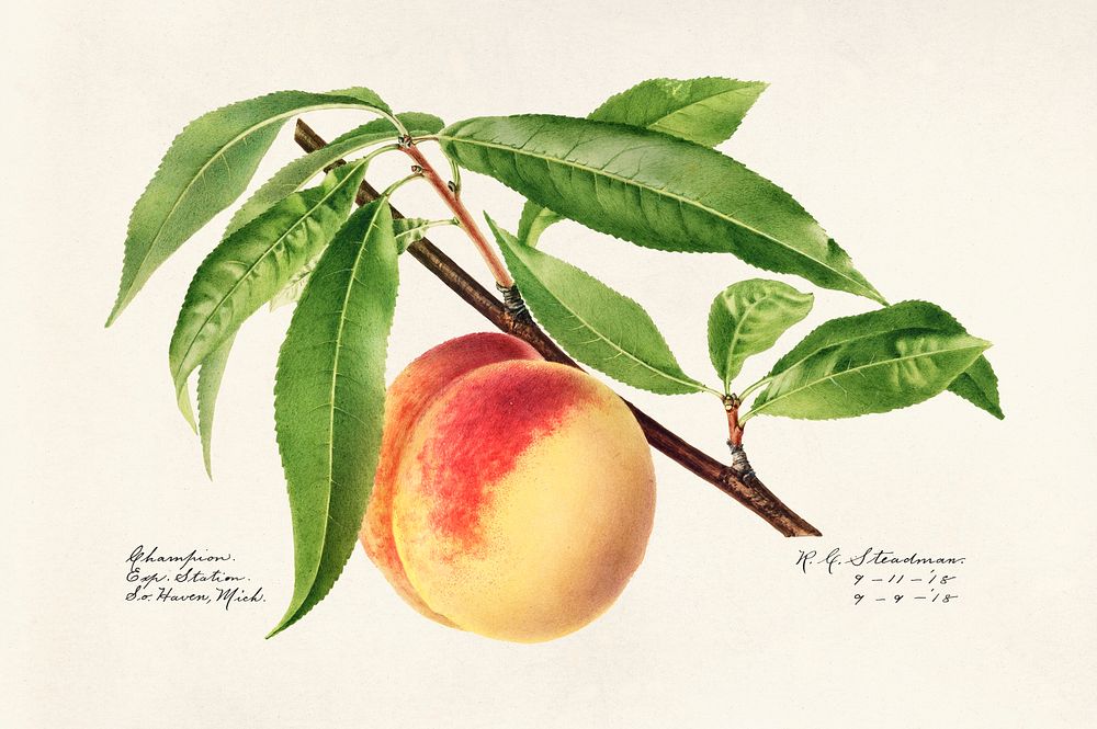 Peach Twig (Prunus Persica) (1918) byRoyal Charles Steadman. Original from U.S. Department of Agriculture Pomological…