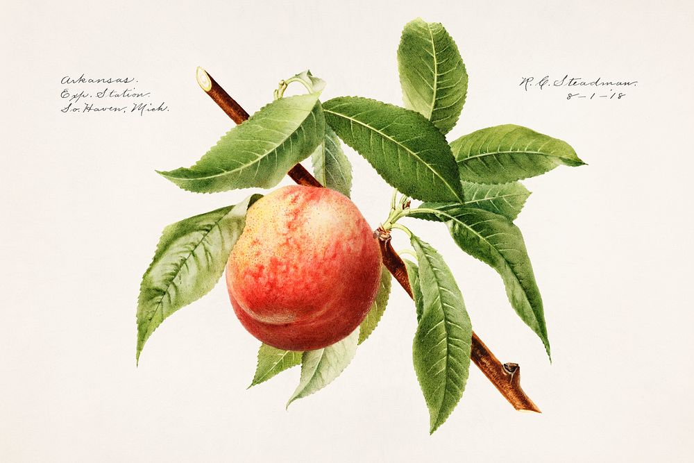 Peach bough (Prunus Persica) (1918) by Royal Charles Steadman. Original from U.S. Department of Agriculture Pomological…