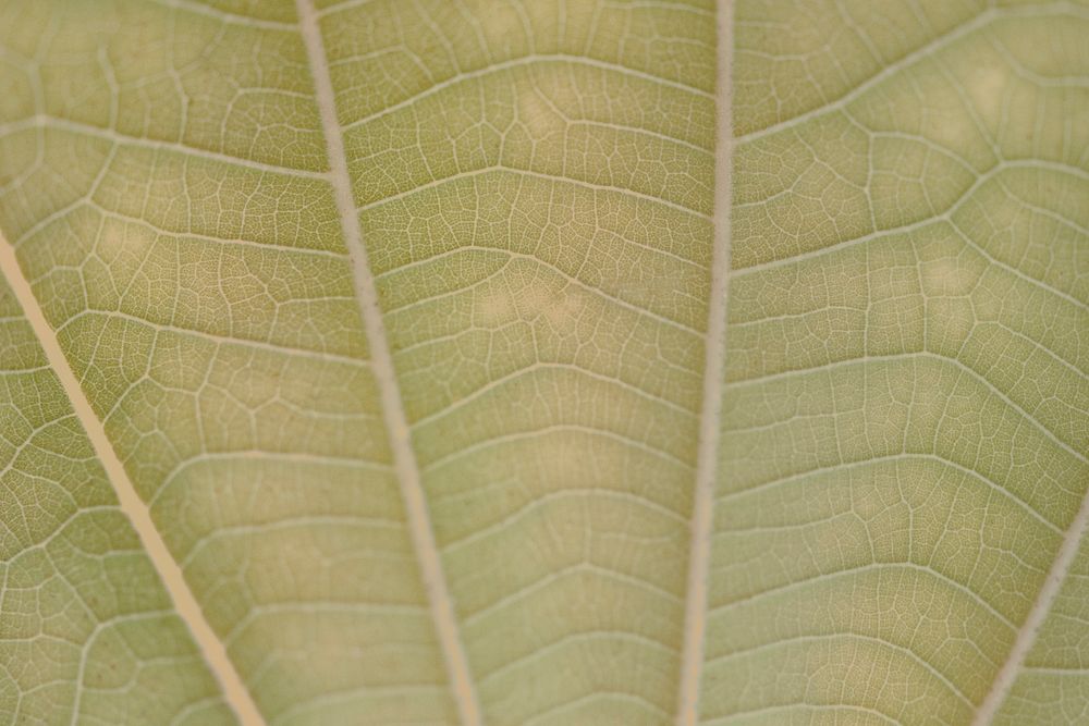 Line art pattern on pale light brown dwarf white leaf texture macro photography