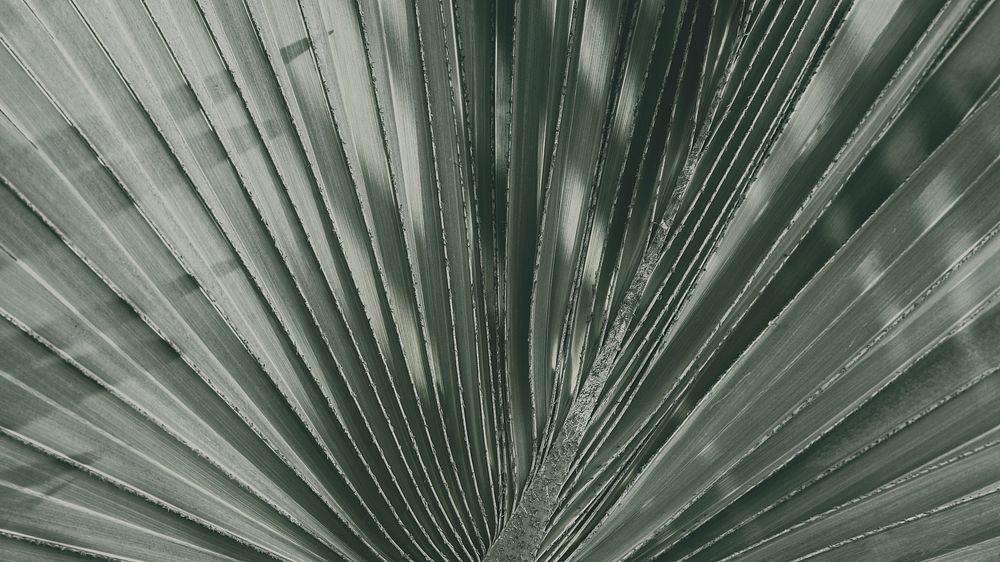 Nature desktop wallpaper background, fan palm leaf