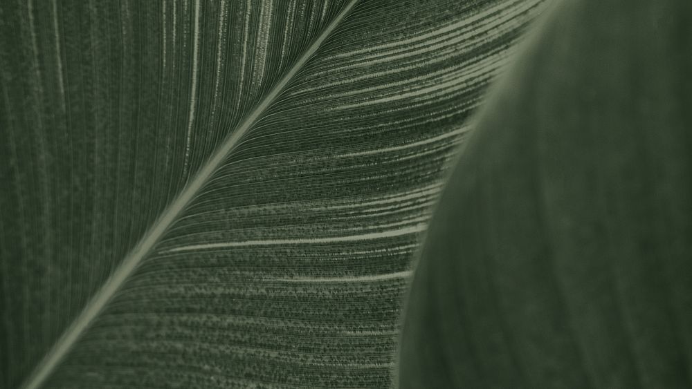 Leaf pattern desktop background wallpaper, aesthetic HD nature image
