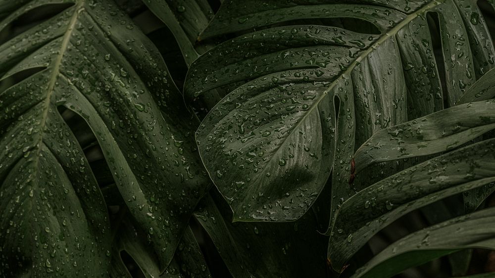 Green leaf desktop background wallpaper, aesthetic HD nature image