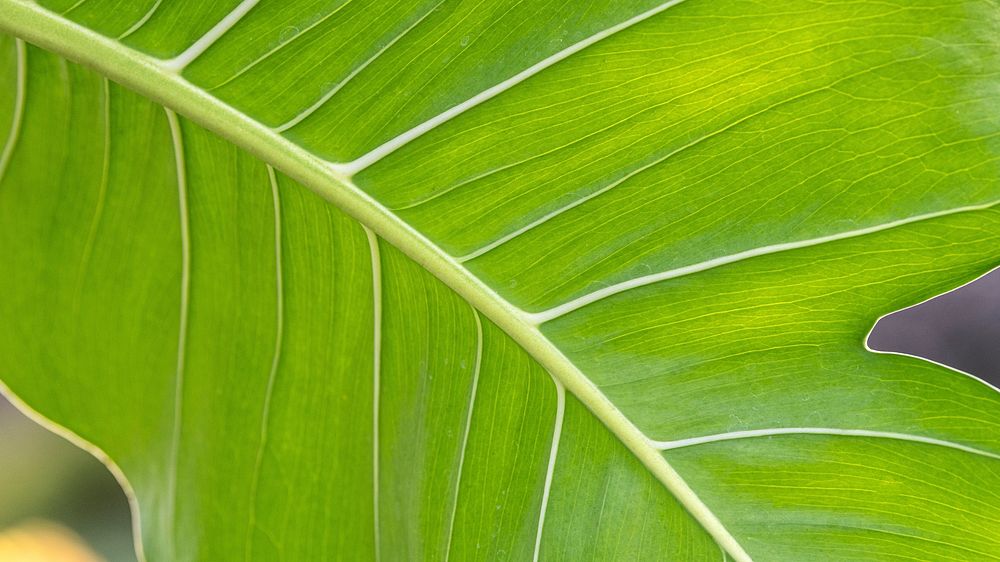 Close up of Monstera delicosa leaves wallpaper