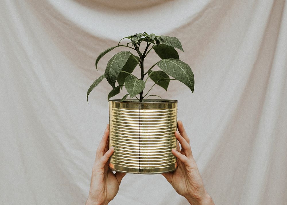 Plant in a recycled tin pot