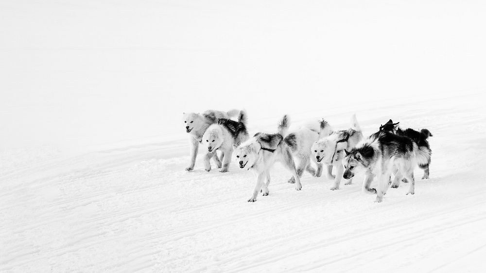 Dog sledding through the snow in Greenland