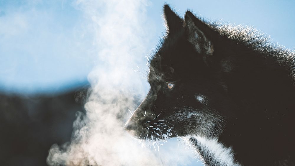Greenland sled dog with cold breath