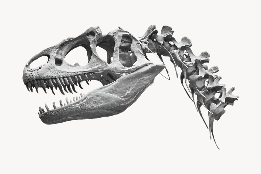 Dinosaur fossil, extinct animal isolated image