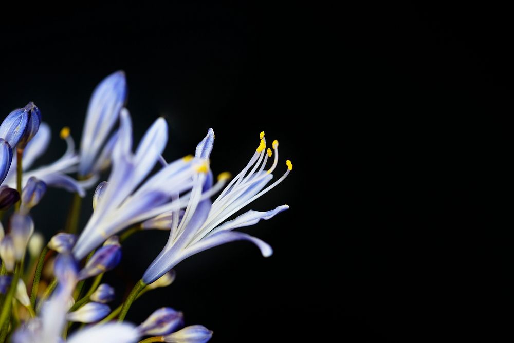 Closeup of agapanthus flower
