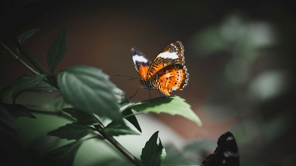 Animal desktop wallpaper background, small tortoiseshell butterfly on a leaf
