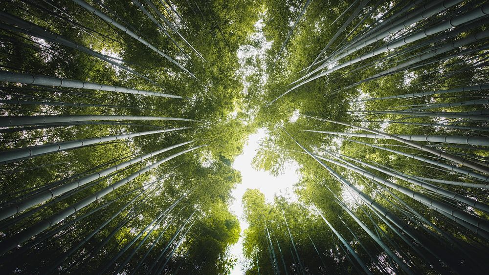 Nature desktop wallpaper background, bamboo forest in Arashiyama, Japan