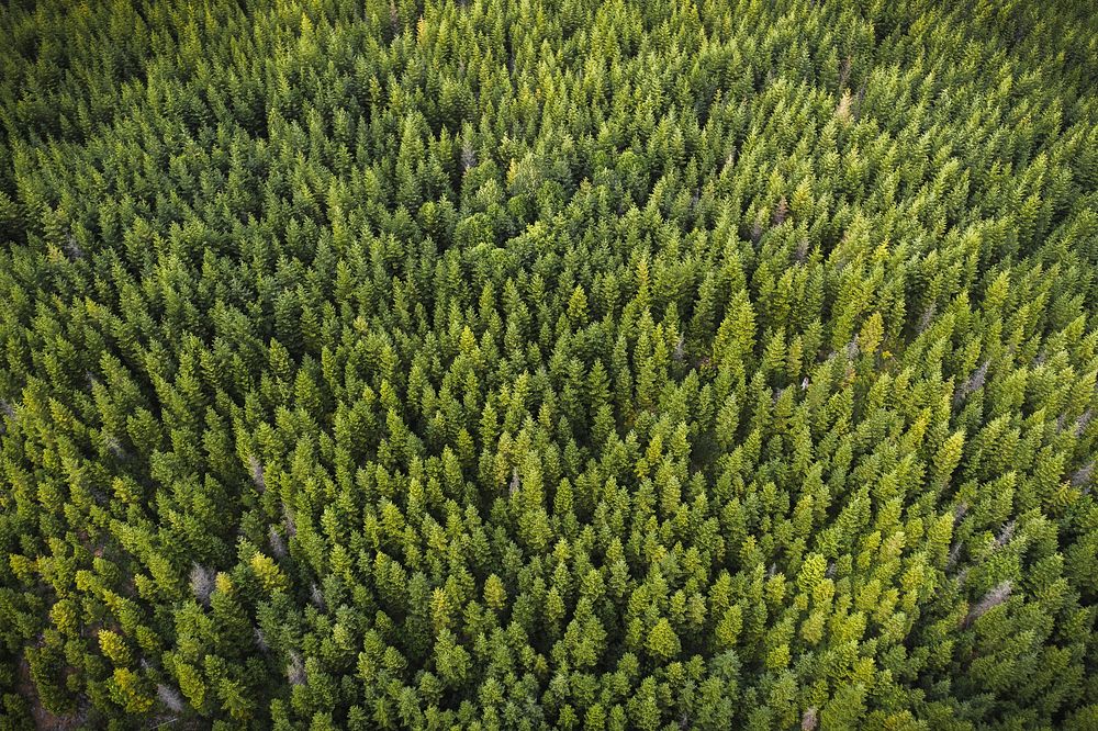 Drone view of a green forest