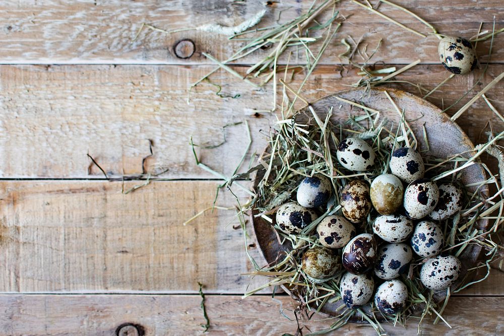 Fresh quail eggs on hay