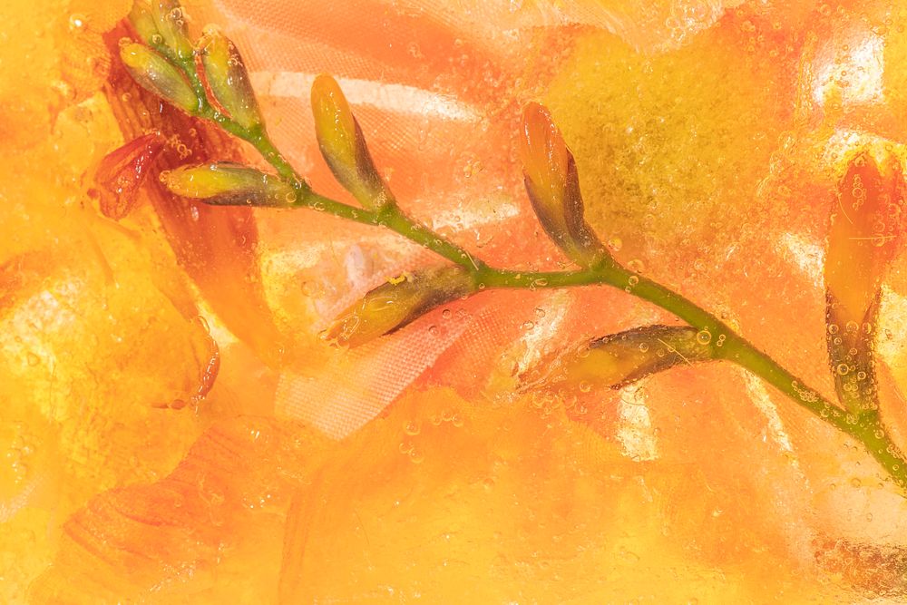 Orange natural branch of forsythia flowers background