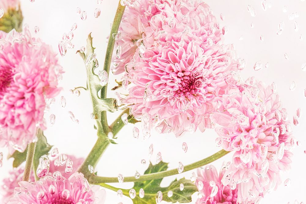 Pink chrysanthemum flowers and leaves in water covered with air bubbles