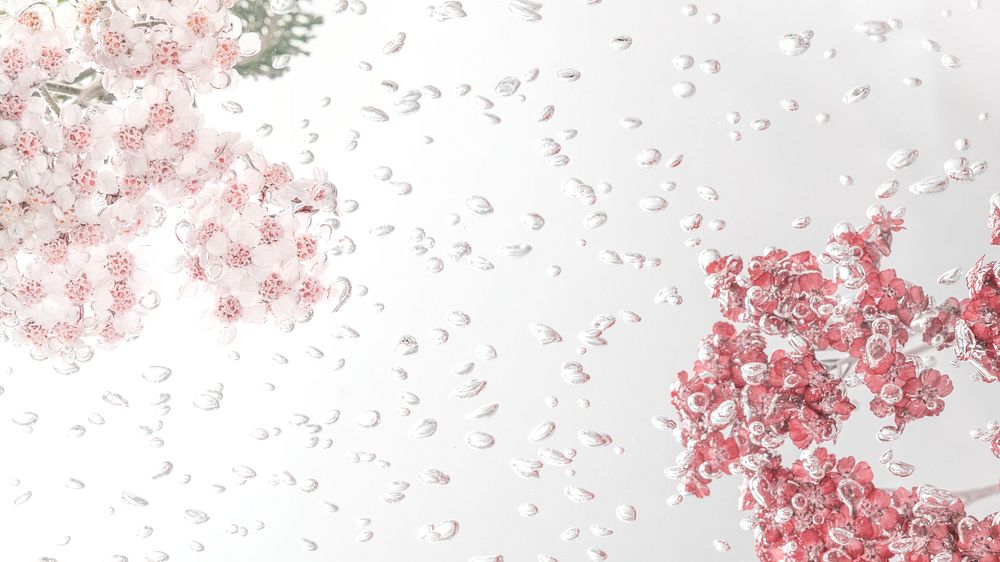 Flower desktop wallpaper background, pink yarrow flowers with air bubbles