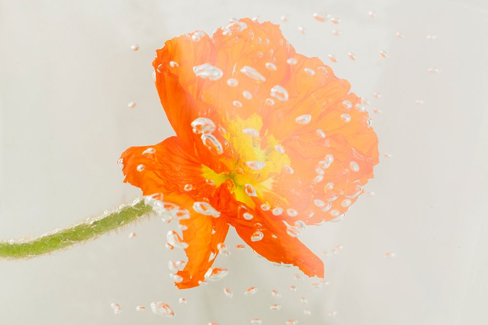 Close up of red poppy flower with water drops