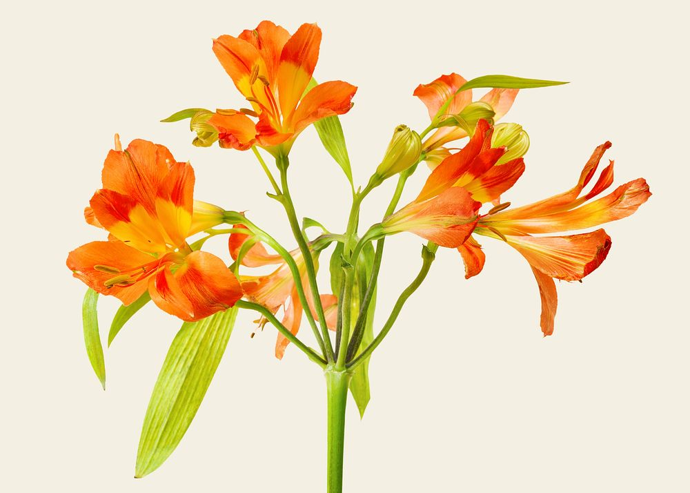 Natural orange Alstroemeria HipHop flower