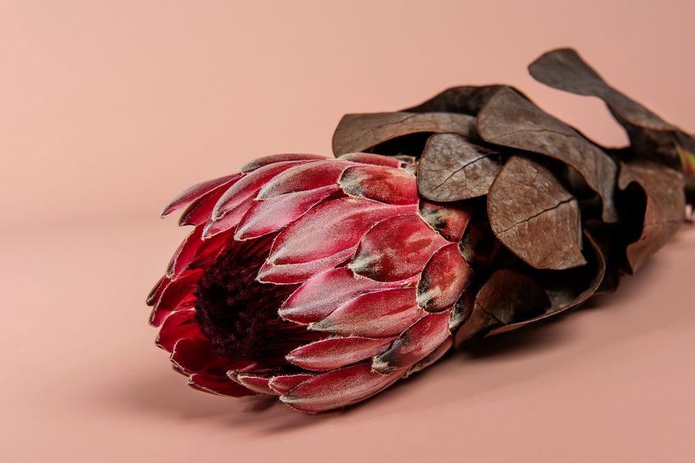 Blooming pink protea flower 