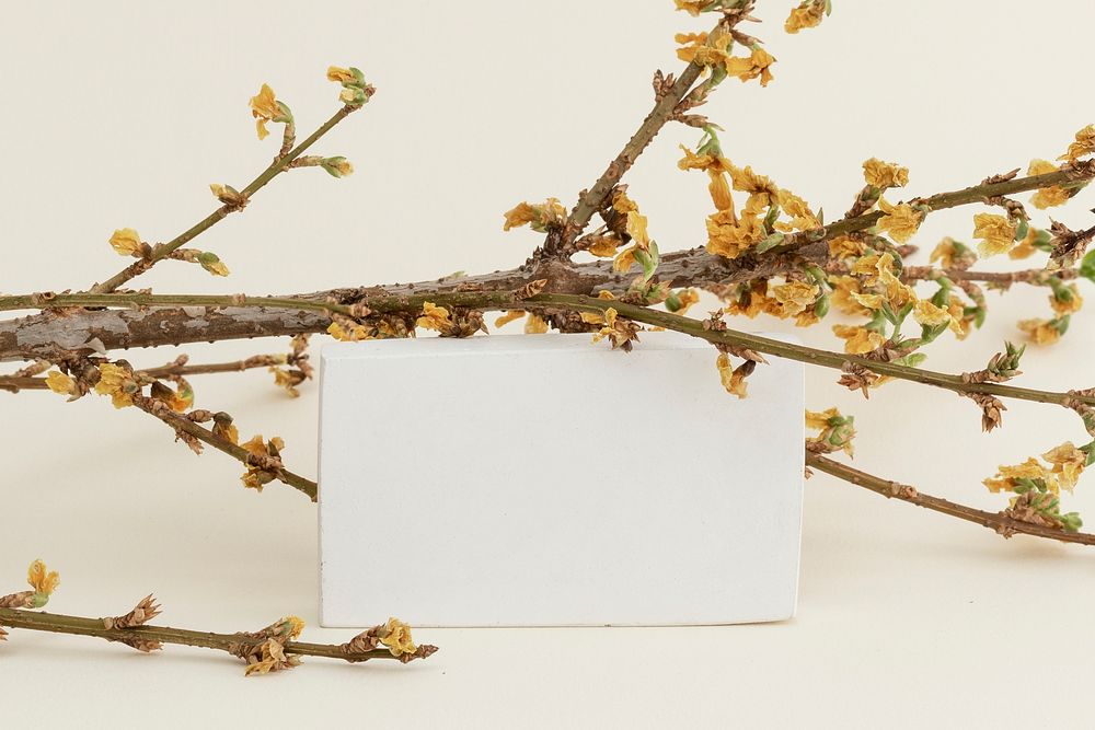 Dried Forsythia branch with a card on a beige background