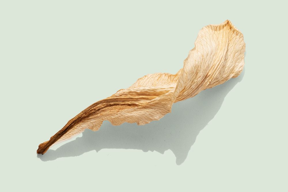 Dried lily flower on a green background