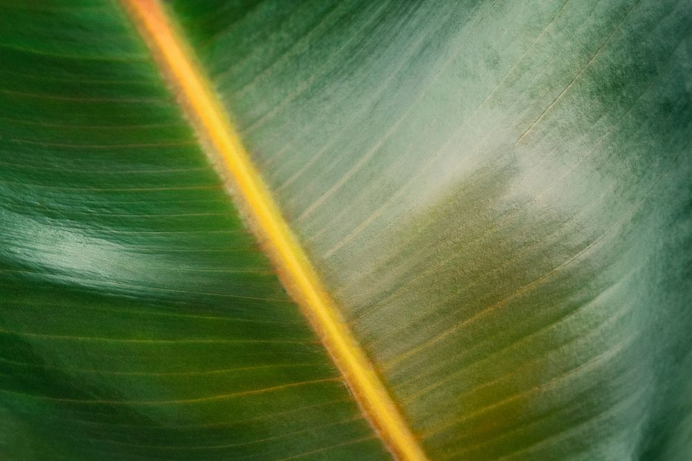 Closeup of a rubber plant leaf background