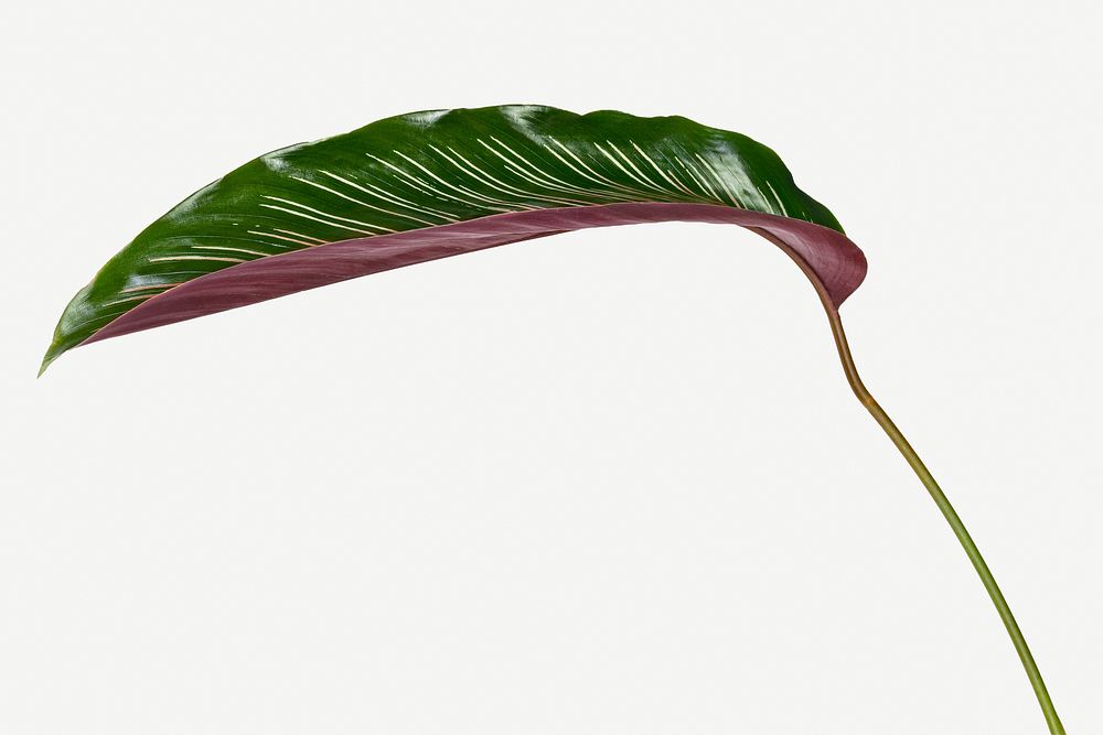 Calathea Ornata leaves isolated on white background mockup