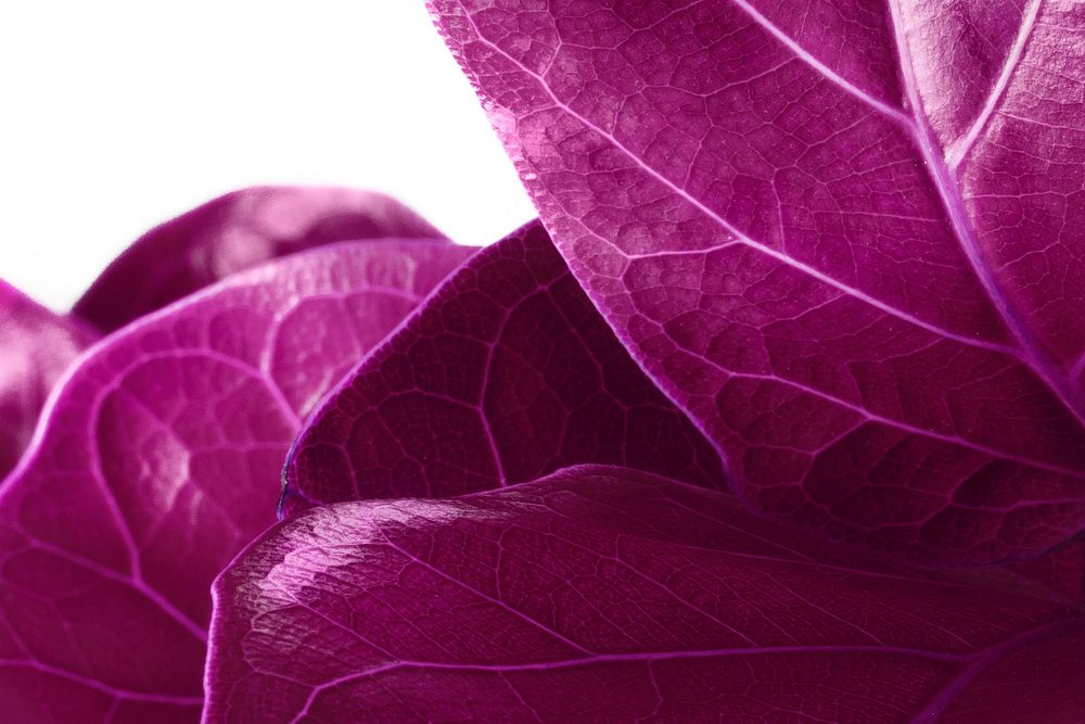 Bright purple Fiddle-leaf fig on white background