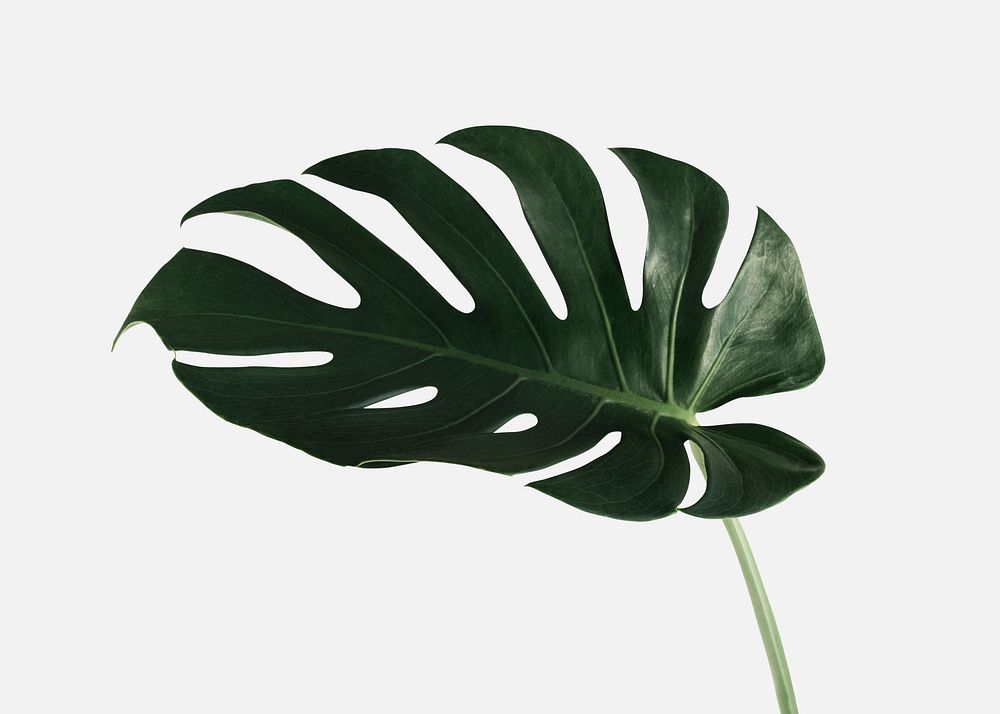 Monstera delicosa plant leaf on an off white background