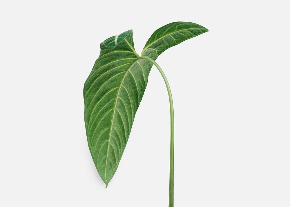 Tropical Alocasia leaf on an off white background