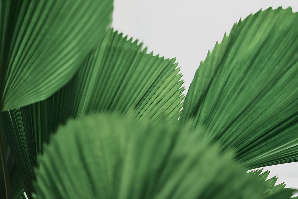 Ruffled leaf palm tree background