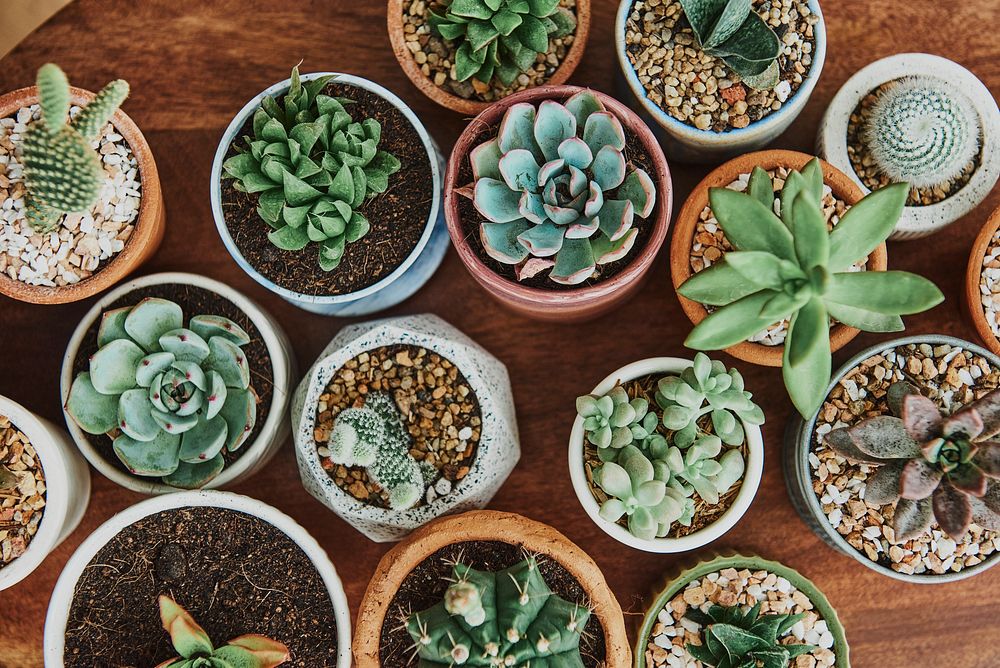 Mixed cacti and succulents in tiny pots