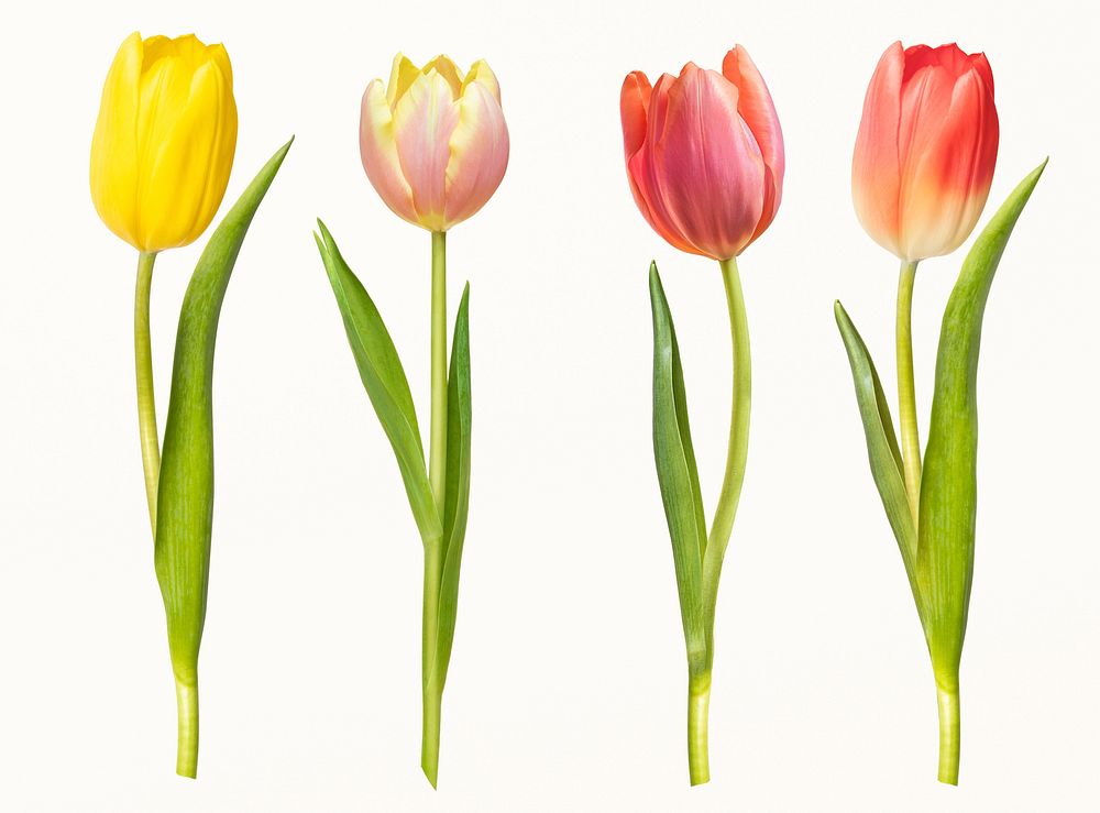 Colorful tulips, collage element psd