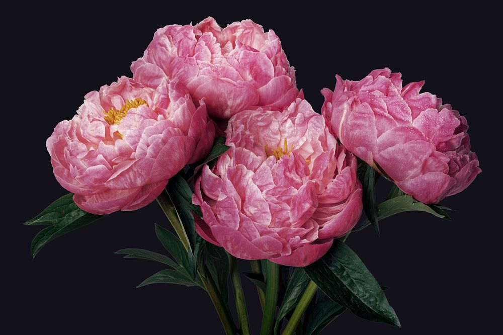 Pink peony flower background, design space psd