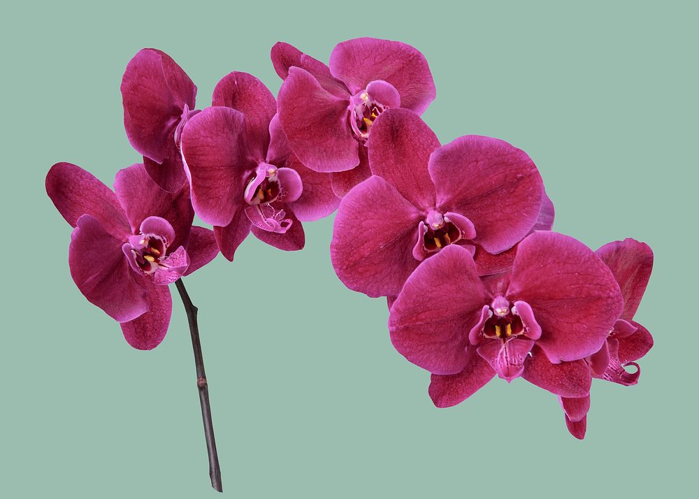 Pink orchid, collage element psd