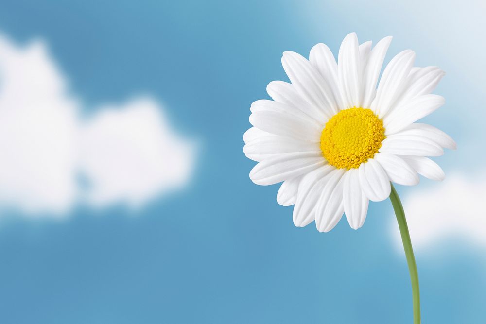 White daisy, sky background, design space psd