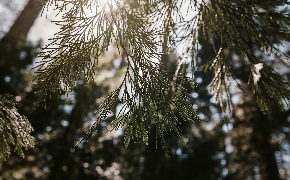 Whitebark pine in Yosemite National Park, USA