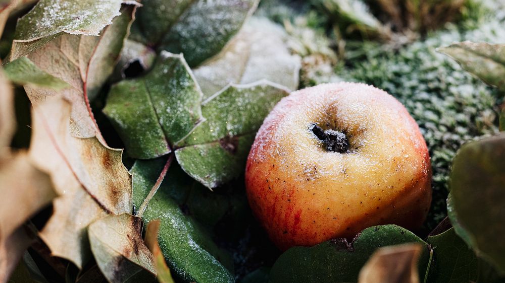 Frost on leaves and apple on a cold winter day